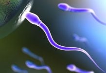 睾丸激素和精子